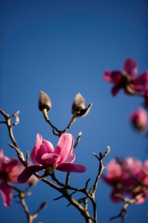 Magnolias at VBG - Ventnor Botanic Garden