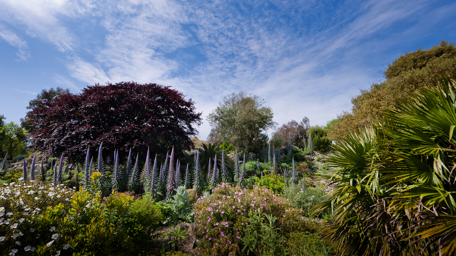 Mediterranean - Ventnor Botanic Garden