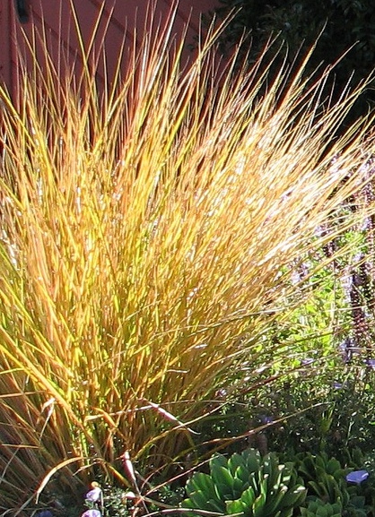 Anemanthele lessoniana - Ventnor Botanic Garden