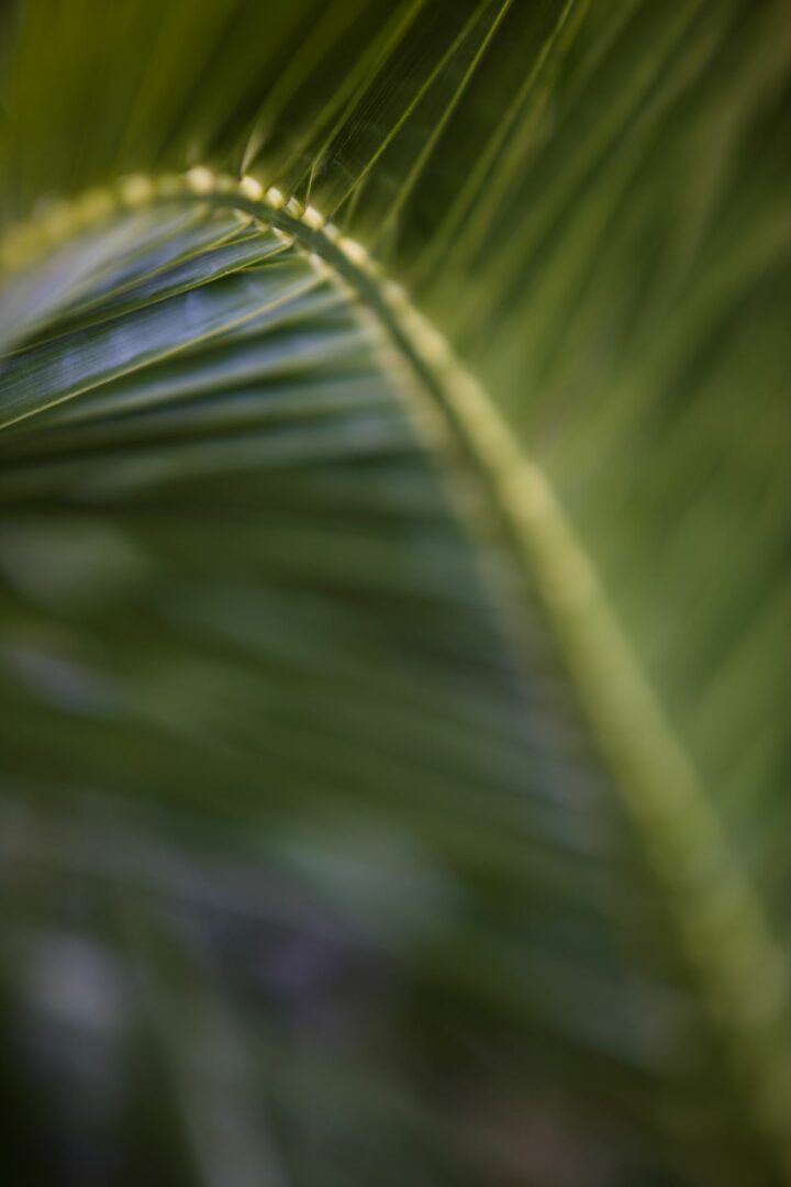 About us - Ventnor Botanic Garden